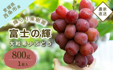 【先行予約】輝らり果樹園の富士の輝（ふじのかがやき）1房 約800g｜愛媛産希少大粒ぶどう｜2025年9月発送｜ ぶどう 秋ぶどう 朝採れぶどう 葡萄 ブドウ 希少ぶどう 希少ブドウ