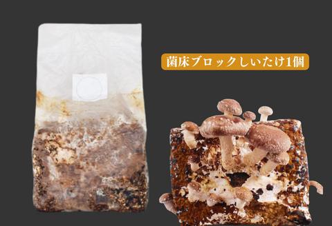 300327【きのこ栽培キット】菌床ブロックセット(しいたけ)