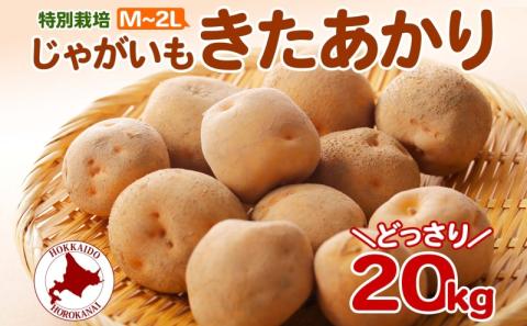 ＜2024年秋以降出荷＞北海道 特別栽培 じゃがいも きたあかり M～2L 約 20kg ジャガイモ 馬鈴薯 芋 いも イモ ポテト 野菜 根菜 旬 北海道産 国産 生 ホクホク 甘い 人気 農作物