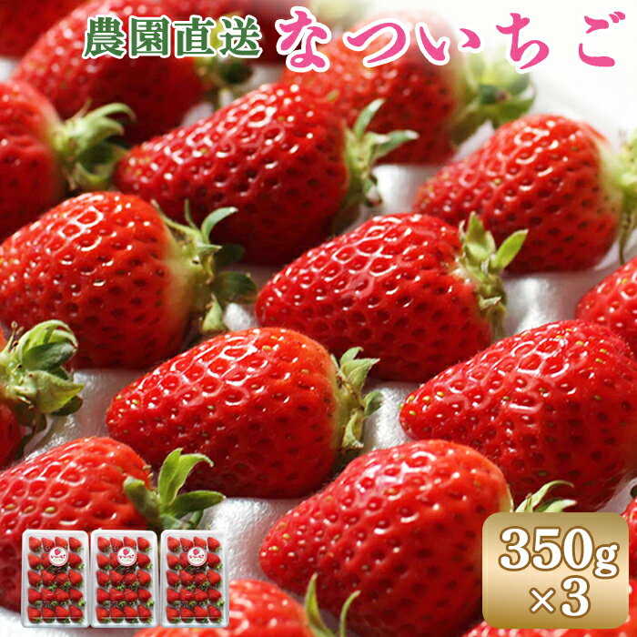 【ふるさと納税】【先行予約：数量限定】北海道羽幌産 なついちご1kg（350g×3）（2025年7月より発送） いちご 苺 イチゴ セット ペチカ フルーツ 3パック 予約 北海道 新鮮 農家 直送 ふるさと納税 羽幌町 羽幌【15101】