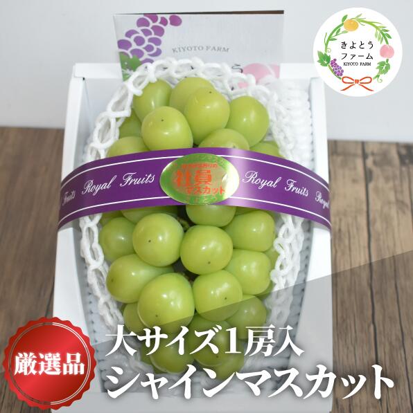 【ふるさと納税】【きよとうファーム】【厳選品】大粒シャインマスカット1房/700g以上(岡山県産)【2025年9月以降より順次発送予定】【配送不可地域：離島】【KF-B060-02】/　大粒　シャインマスカット　果物　くだもの　フルーツ　葡萄　ぶどう　フルーツ王国　厳選品