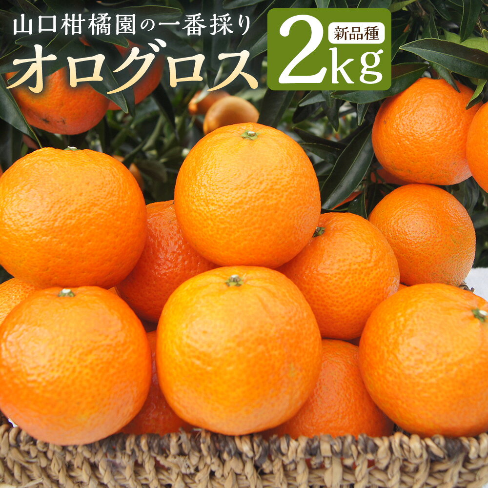 【ふるさと納税】一番採りクレメンティン！新品種「オログロス」2kg 柑橘 マンダリン クレメンティン オログロス 国産 希少 ジューシー 薄皮 佐賀県 太良町 L131x1 【2026年11月上旬～11月下旬発送予定】