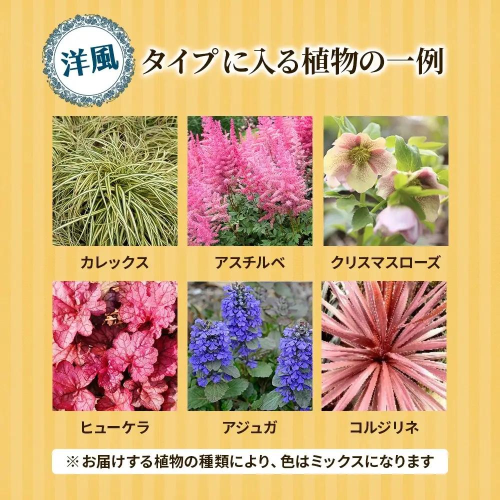 日陰で育つシェードガーデン（洋風）セット【ガーデニング 家庭菜園 園芸 初夏 夏 花壇 庭 鉢 玄関 プランター 寄せ植え おうち時間 趣味 ベランダ 土っ子倶楽部 プレゼント ギフト 】