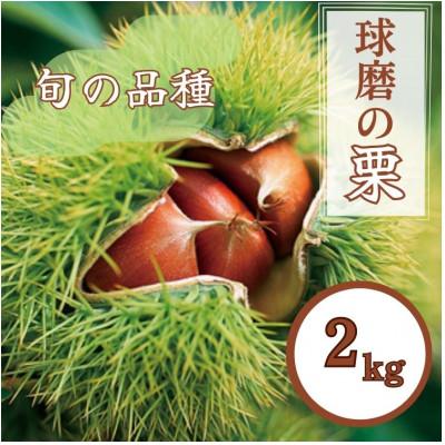ふるさと納税 あさぎり町 熊本県JAくま産　球磨の栗　2kg(2L以上　旬な品種)