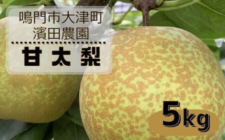 【予約受付中】【10月上旬～中旬より順次発送】【濱田農園】 甘太梨 約5kg 【数量限定】