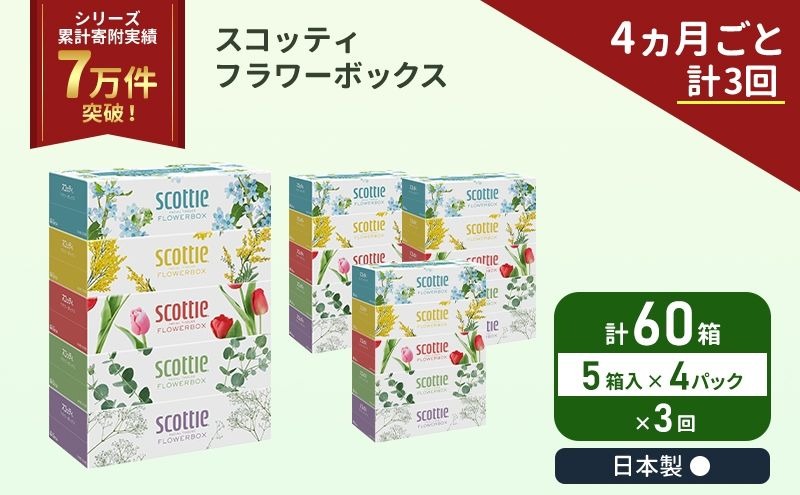 定期便 ティッシュ スコッティ フラワーボックス 60箱 (5箱 × 4パック)《 4ヶ月ごと 計  3回 》 