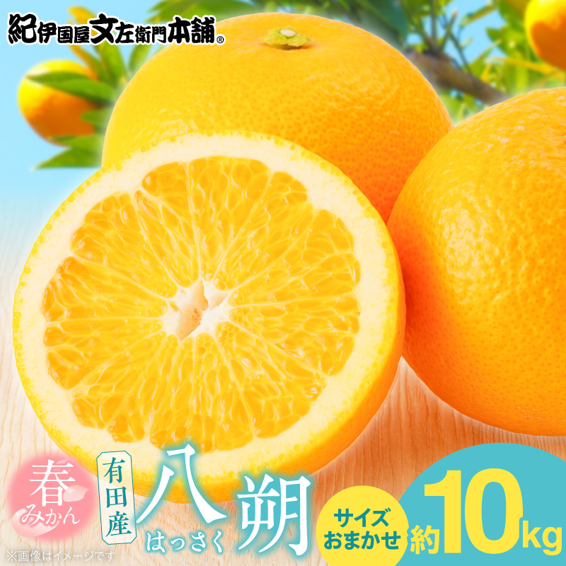 【2027年先行予約】八朔(はっさく)[約10kg]和歌山県有田産 春みかん (果実サイズおまかせ) 春みかん 紀伊国屋文左衛門本舗_V7404
