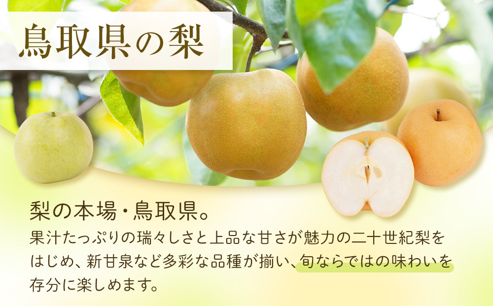 数量限定 鳥取県産梨 王秋（おうしゅう） 5kg（７～10玉）