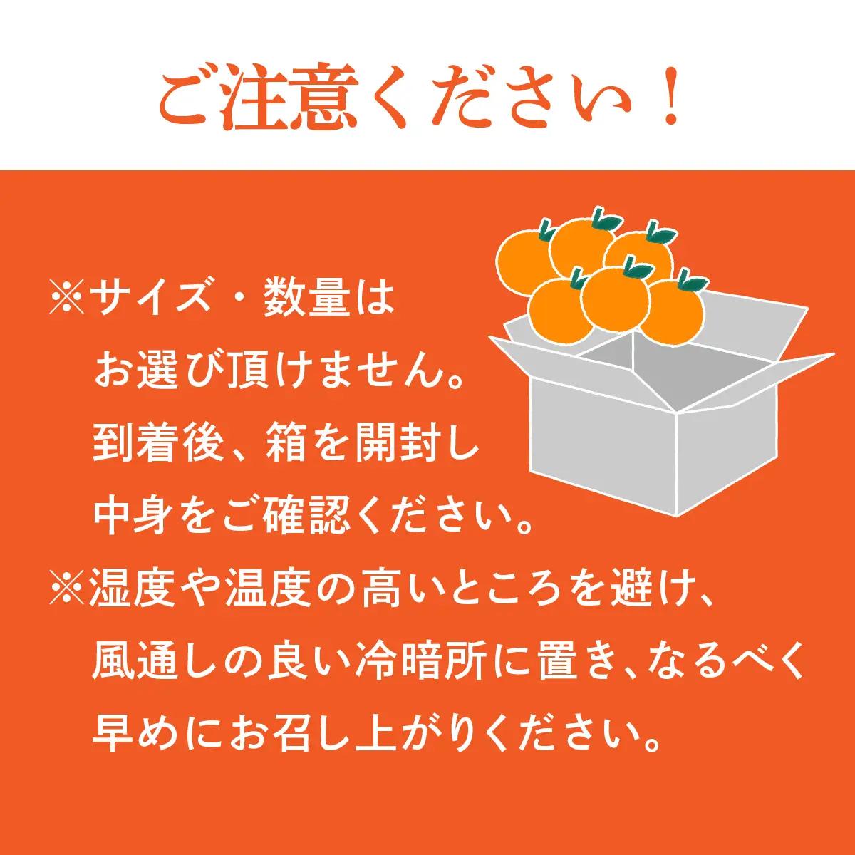 みかん せとか 化粧箱 3L～Lサイズ 10～15玉