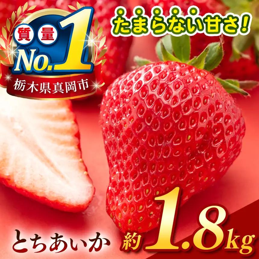 【2027年4～5月発送】【先行予約】 栃木のこでらんないイチゴ（とちあいか） 約300g×6