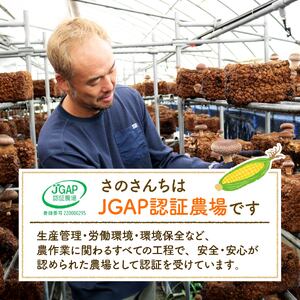 とうもろこし ドルチェドリーム とうもろこし