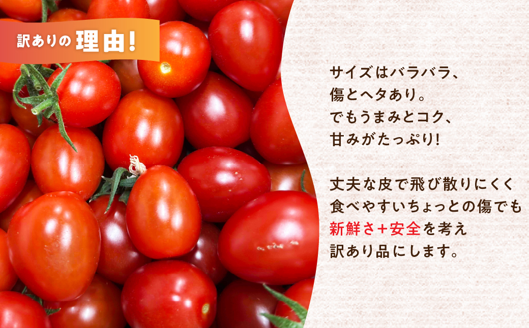 【ふるさと納税】【先行予約】今川農園のミニトマト 訳ありアイコ 2kg 先行予約受付 期間限定 季節限定 野菜 国産 完熟 やさい フルーツ トマト 完熟 千果 ミニトマト イエロー プチトマト イエ