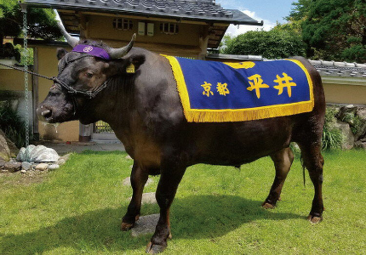 【ふるさと納税】平井牛一頭分 食べつくし 選定 体験 亀岡産黒毛和牛 自家産≪ 数量限定 牛肉 牛 国産 すき焼き ステーキ しゃぶしゃぶ≫※離島への配送不可