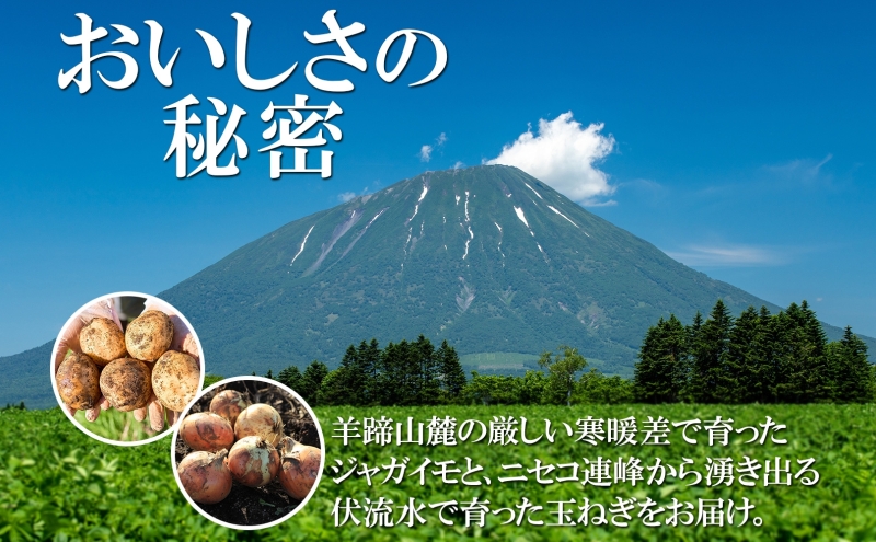 北海道産じゃがいも 男爵 5kg 玉ねぎ 3kg Lサイズ 計約8kg ジャガイモ 男爵いも 馬鈴薯 ポテトタマネギ 玉葱 常備野菜 根菜 産直 国産 JAようてい 送料無料 北海道 倶知安町