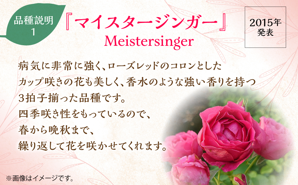 【Apple Roses】バラ苗『マイスタージンガー』大苗6号ポット植え 　 HNNH001