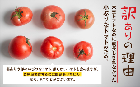 【先行受付】令和7年産 12月～発送 大容量 トマト 2kg 大玉トマト の 小ぶり サイズ おまかせ 不揃い 訳あり 訳アリ とまと 野菜 岐阜県産 本巣市 朝採り 産地直送 新鮮 期間 数量限定 