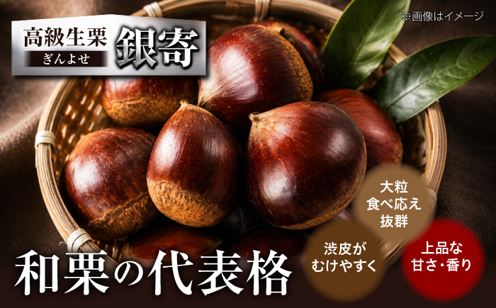 【先行予約】【2026年9月下旬から順次発送】和栗の代表！上品な甘さ！あじさい農園の高級生栗「銀寄」（1kg）　愛媛県大洲市/あじさい農園 [AGAE010]くり クリ モンブラン マロン 秋の味覚 