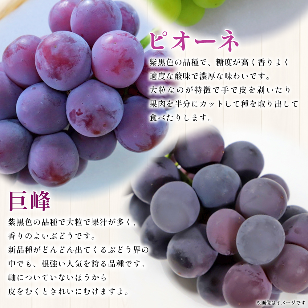 ＜西予の美味しいぶどう セレクトセット／おまかせ 約2kg＞ 果物 くだもの フルーツ 葡萄 ブドウ セット 詰め合わせ つめあわせ 食べ比べ お楽しみ おまかせ 野菜ソムリエ 食べて応援 特産品 産