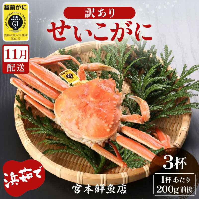 【ふるさと納税】【訳あり】≪浜茹で≫越前産 せいこがに（生で200g前後） × 3杯【雌 ズワイガニ 越前ガニ 姿 ボイル 冷蔵 かに カニ 蟹 福井県】【11月発送分】希望日指定可 備考欄に希望日をご記入ください [e43-x012_11]
