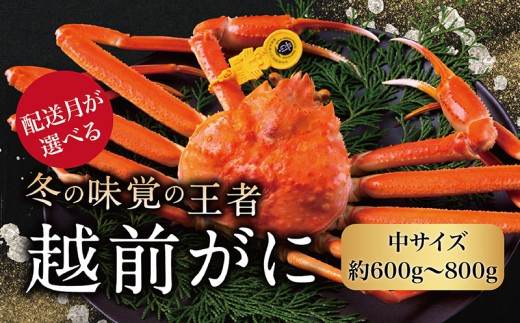 【2025年2月発送・月指定可】越前がに（オス）「ずわいがに」中サイズ（600g～800g） 1杯