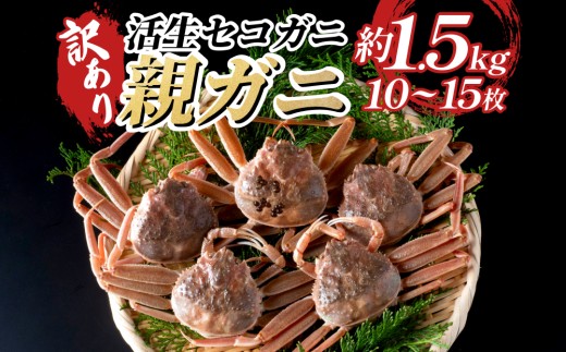 訳あり親がに（生）｜鳥取 岩美 日本海 松葉ガニ 松葉がに ズワイガニ せこがに ※お届けは2026年11月中旬～【22011-2】