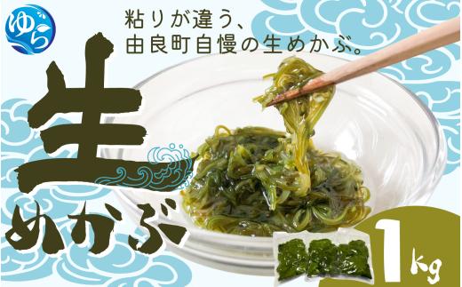 ＼レビューキャンペーン中／ 生めかぶ 1kg【来シーズン先行予約】※2026年2月上旬頃～順次発送予定 / めかぶ サラダ 酢の物 天然 海藻 海鮮 新鮮 おかず ご飯お供  お取り寄せ グルメ 国産 食品 冷蔵 和歌山県 由良町 【skmn029】