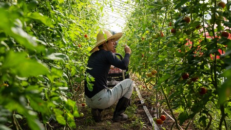 【2026年予約】極旨トマトクール便 北海道壮瞥町産 スイート3kg 中玉トマト SBTAJ019