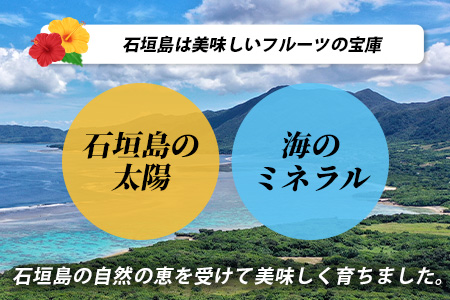 文旦（２～４個）農薬を使わず、森のような畑で栽培する特別な果物 ＜10月～3月順次発送＞OI-19-2