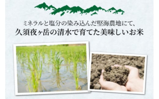 【 先行予約 /10月以降配送】【令和7年産】福井県産コシヒカリ「千石」 10kg 小浜市 / 千石の郷 [BFCA001]