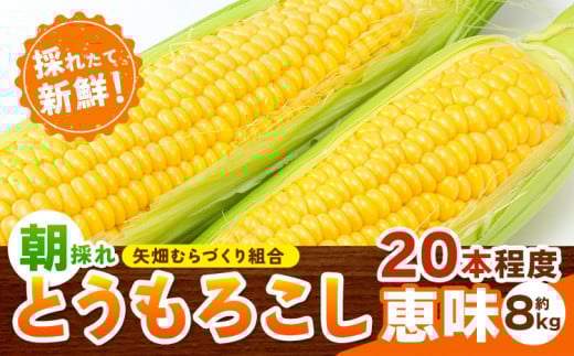 とうもろこし 恵味 約8kg 20本入り 約8kg 20本入り 朝採れ クール便 野木町産 矢畑むらづくり組合 《6月下旬-7月下旬頃出荷》栃木県 野木町 トウモロコシ 野菜