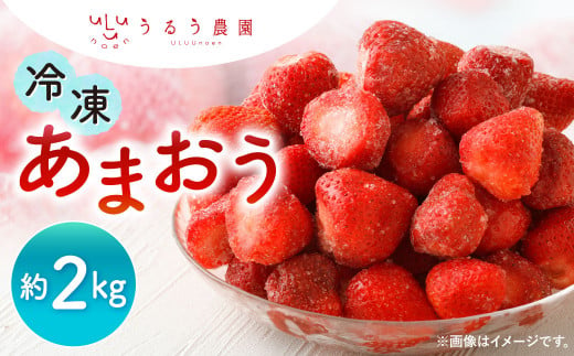 うるう農園 冷凍あまおう 約2kg【2025年1月下旬～2025年3月上旬順次発送予定】あまおう いちご イチゴ 苺 フルーツ 果物 福岡県産