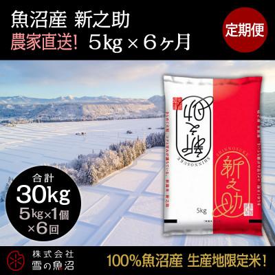 ふるさと納税 十日町市 【毎月定期便】【中里地域限定!魚沼産 新之助】5kg(5kg×1袋)×6 合計30kg全6回