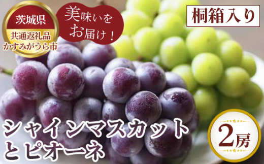 【先行予約】シャインマスカットとピオーネ　桐箱入り2房【茨城県共通返礼品 かすみがうら市】 ／ シャインマスカット ピオーネ ぶどう 葡萄 2房 桐箱入り 果物 フルーツ 先行予約 数量限定 100セット 冷蔵 冷蔵便 賞味期限3～4日 8月発送 10月発送 No.320