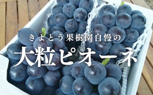 KF-B007-01【きよとうファーム】特選 種なしピオーネ 3-5房/計2.0kg~ (岡山県産)