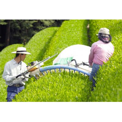ふるさと納税 藤枝市 有機茶 JASオーガニック 飲み比べ セット　100g　5種類　10袋　1kg |  | 02