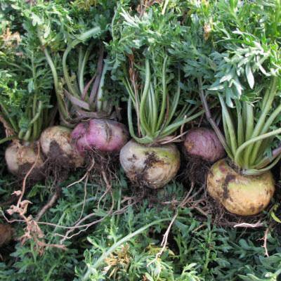 ふるさと納税 青森県 薬膳酒用乾燥マカ 25g入 |  | 03