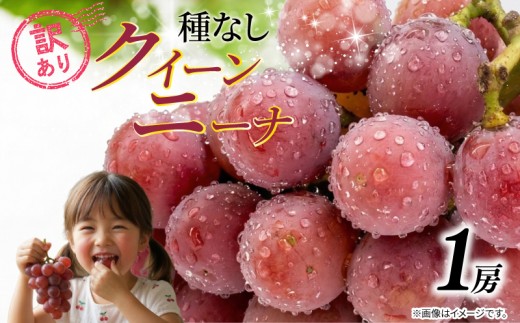 訳あり ぶどう クイーンニーナ 1房 500g以上 2026年発送分 数量限定 先行予約 種なし 葡萄 産地直送 グレープ おすすめ 人気 産地直送 フルーツ ブドウ 果物 くだもの お届け 国産 贈答 新鮮 ギフト  高級ぶどう 高級 皮ごと 味覚 フレッシュ 新鮮 甘い お取り寄せ ふるさと納税 ふるさと納税ぶどう 千葉県 銚子市 加瀬農園 【8月中旬から順次発送予定】