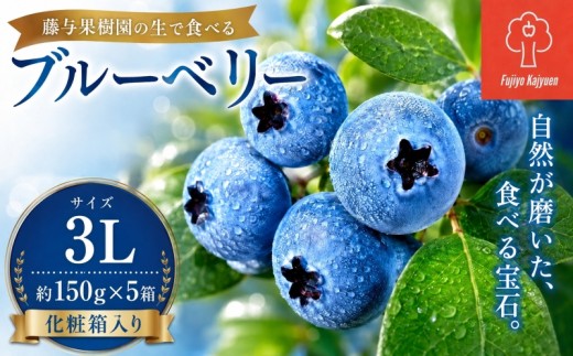ブルーベリー 3Lサイズ 150g×5 大粒 生ブルーベリー 果物 くだもの フルーツ 産地直送 新鮮 旬 国産 岩手県 盛岡市 東北 岩手 盛岡 藤与果樹園 fujiyoB003