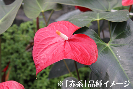 富津産切花アンスリューム（3L-Lサイズ）【色合い：赤系】