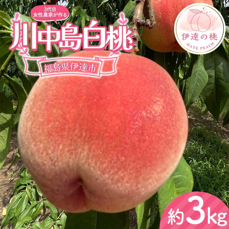 【ふるさと納税】【2026年出荷分先行予約】福島県産 川中島白桃 約3kg (8～12玉) 小野農園 3代目の女性の農家が作る桃 伊達の桃 桃 フルーツ 果物 もも モモ momo F21C-130