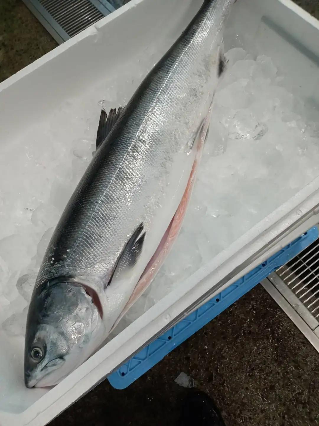 トキシラズ　約2.1kg　1尾分 切り身【鮭　時鮭　ときしらず　トキシラズ　ふるさと納税　北海道　海産物　魚】(C0033)