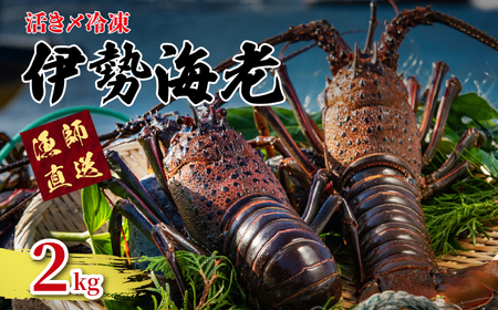 【 伊勢海老 】 活き〆冷凍伊勢海老 2kg
