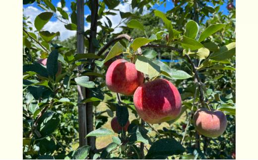 2026年産 りんご 長野 シナノリップ 約 5kg （14玉～20玉） 産地直送 フルーツ 果物 デザート おやつ リンゴ 林檎 旬 旬の果物 旬のフルーツ 信州 駒ヶ根産 長野県 長野県産 2026 2026年[№5659-1386]