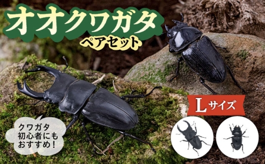 オオクワガタ ペア (Lサイズ)　糸島市 / 糸島クワガタの森 昆虫 ペット [AUN004]