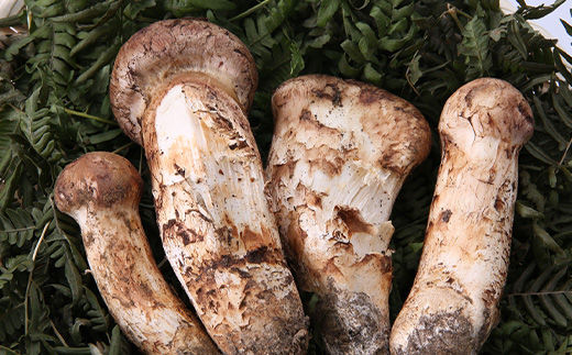 【訳あり】ご家庭用 岩泉まつたけ 直送 1kg【配送不可地域：離島】