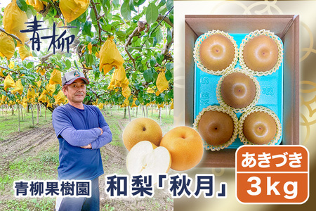 【2026年先行予約】青柳果樹園の和梨 秋月 3kg（4～6玉）《9月中旬～順次出荷》 果物 あきづき 加茂市 青柳果樹園