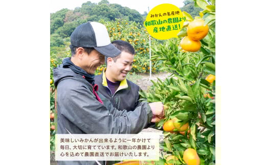 【先行予約】【果汁たっぷり】迫力満点！ 大粒 有田みかん 8kg+200g【2025年11月中旬～12月下旬順次発送予定】【ard226】