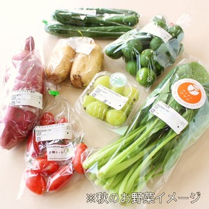 野菜 ５種セット 旬の野菜 詰め合わせ おまかせ 新鮮 採れたて 産地直送
