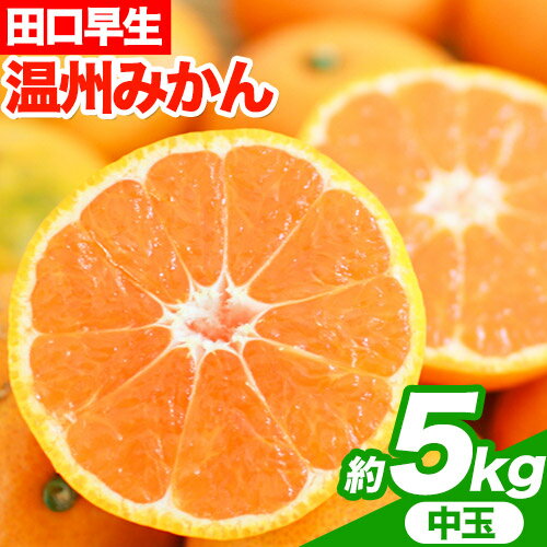 【ふるさと納税】【先行予約】早生みかん(田口早生) 約5kg《2025年11月中旬-12月末頃より出荷予定(土日祝除く)》m＆n果実園 和歌山県 紀の川市 送料無料 蜜柑 柑橘 果物 フルーツ 温州みかん 早生みかん 田口早生