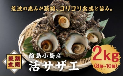【期間限定】離島小島産 活サザエ ２kg 大きいサイズ 8個～10個 冷蔵 濃厚 海鮮 北海道 特産品 新鮮 美味しい 刺身 焼き物 つぼ焼き バター炒め 炊き込みご飯 贅沢 お取り寄せ 和食 人気 松前町 MATO001